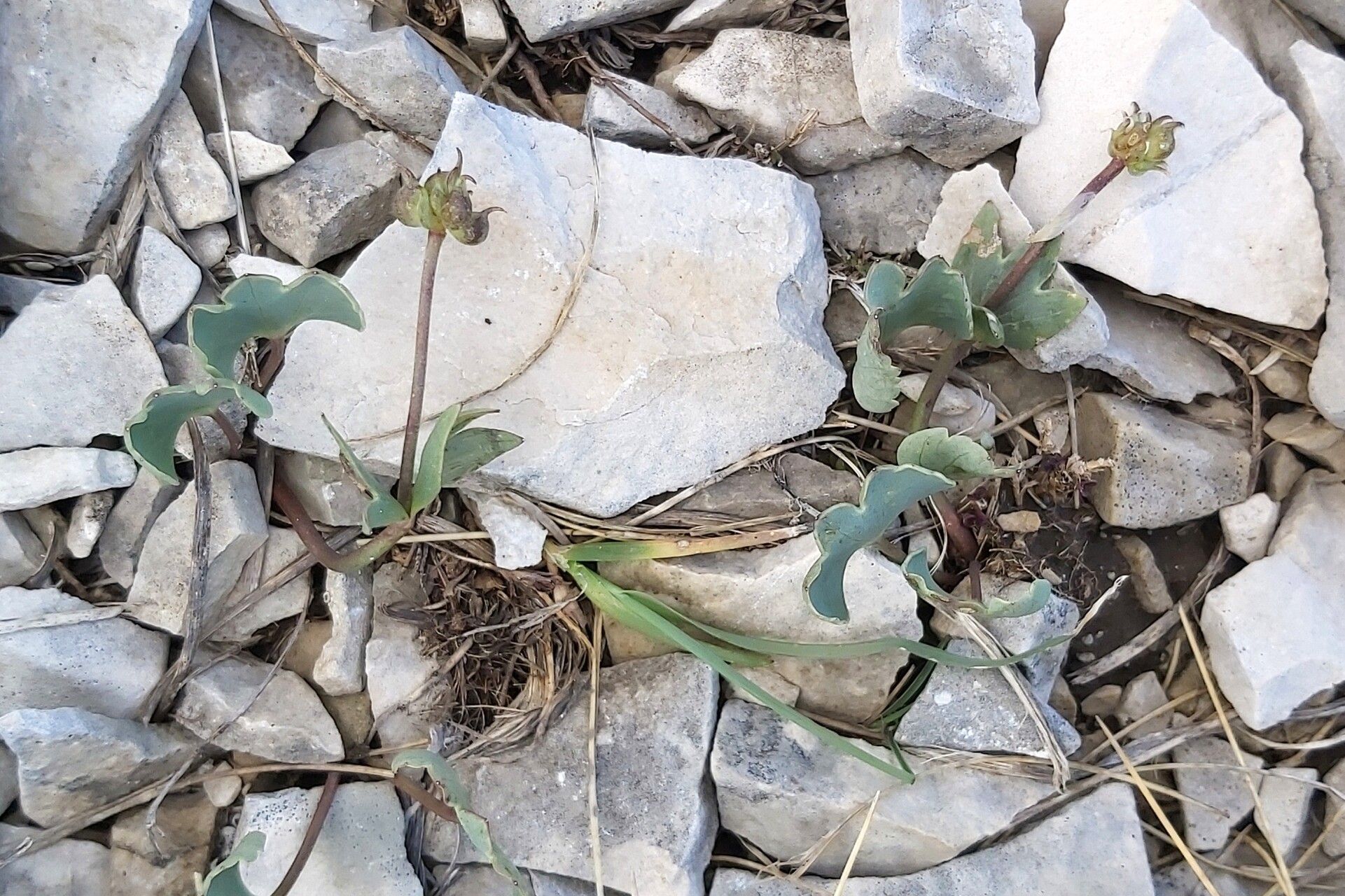 Ranunculus brevifolius fruit