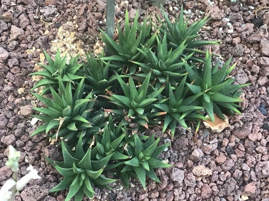 Haworthia coarctata — difficulty difficulty houseplant