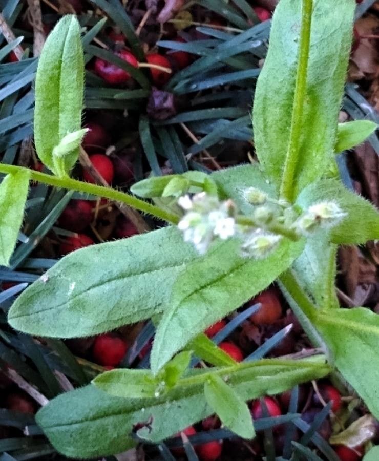 Myosotis verna — houseplant care guide