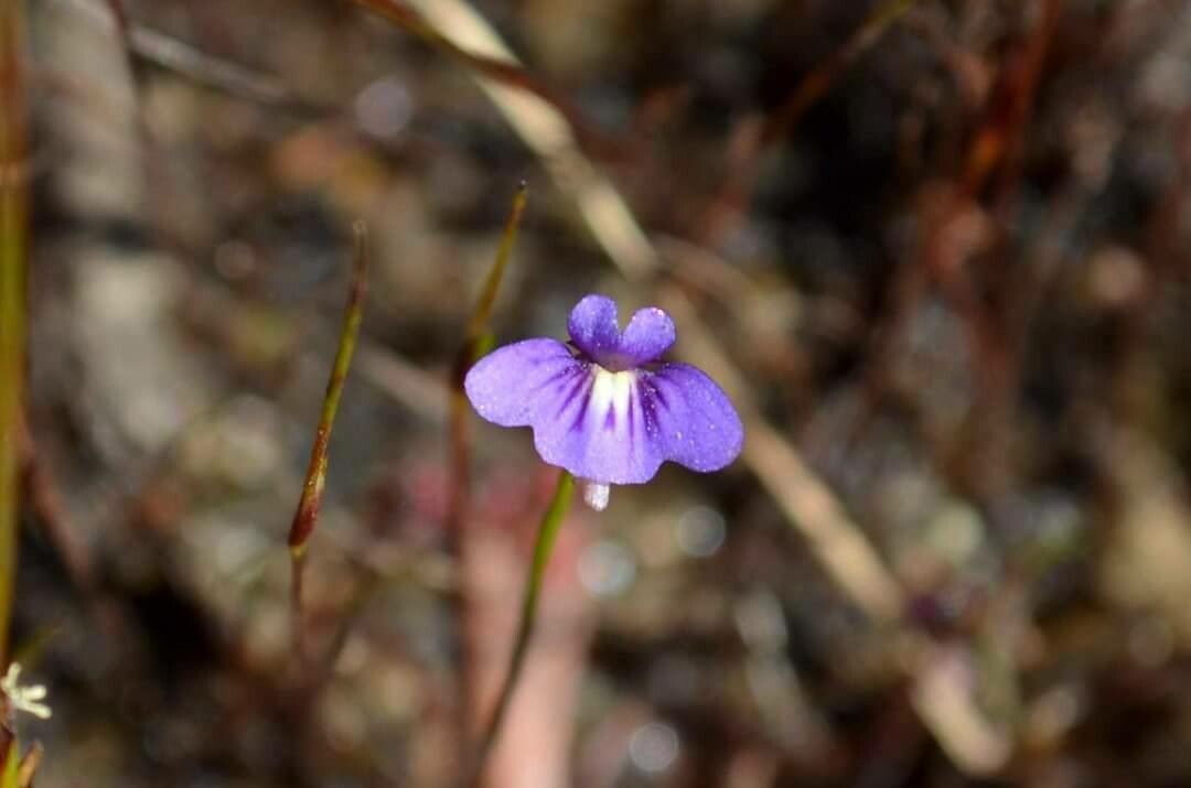 Utricularia violacea — search result for 'Lentibulariaceae'