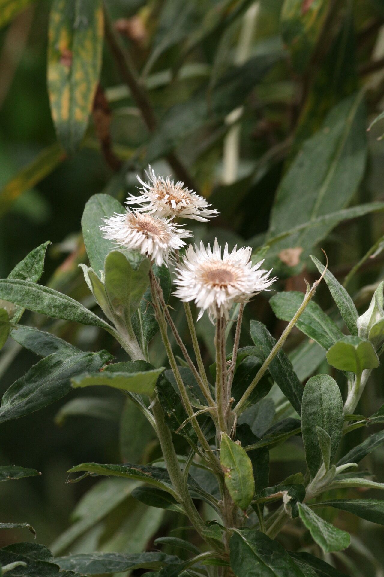 Coronidium elatum flower