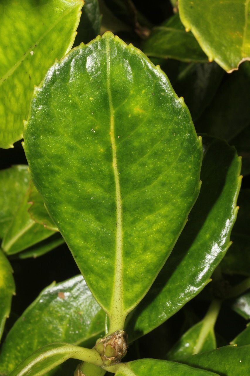 Roussea simplex — houseplant care guide