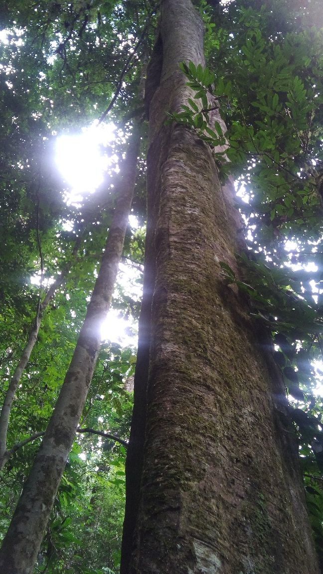 Toxicodendron delavayi bark