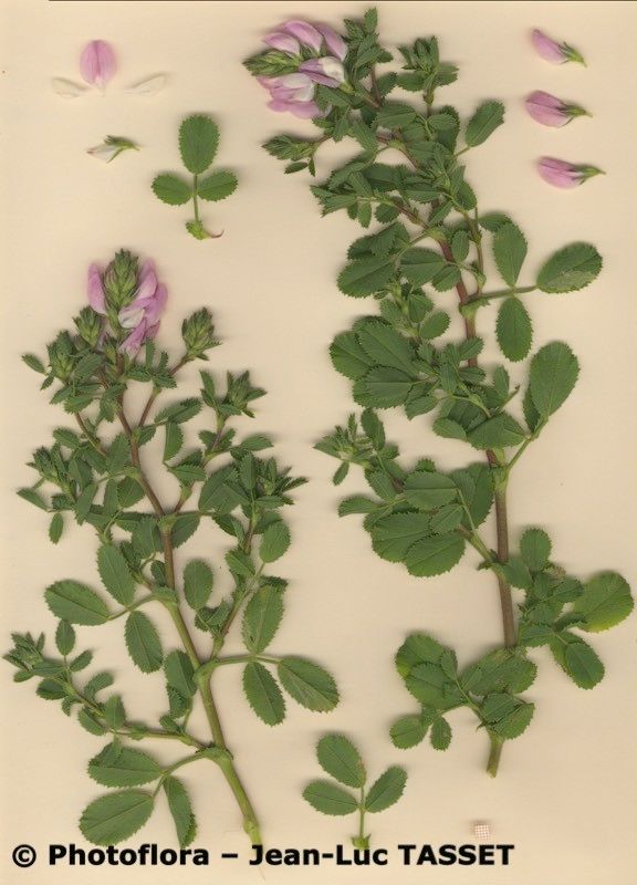 Ononis cossoniana other