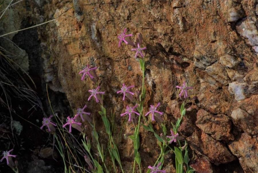 Atocion lerchenfeldianum leaf