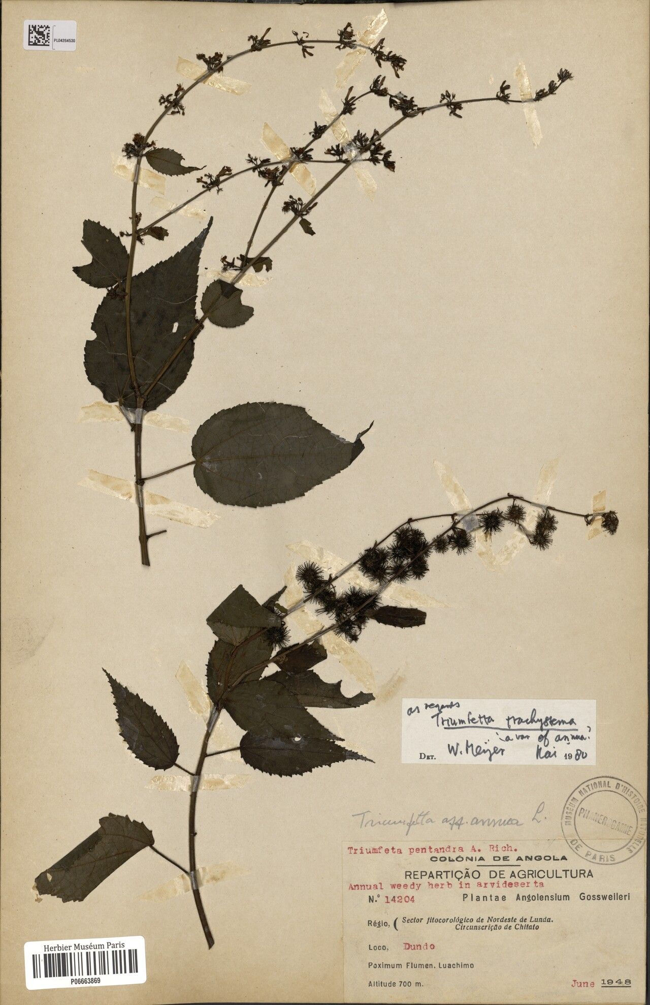 Triumfetta trachystema — houseplant care guide