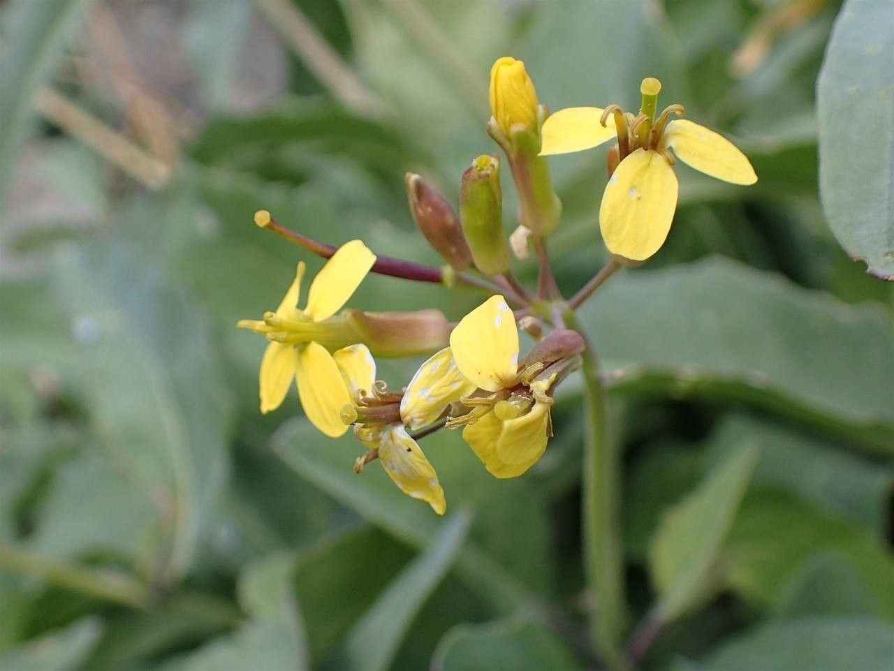 Coincya richeri flower