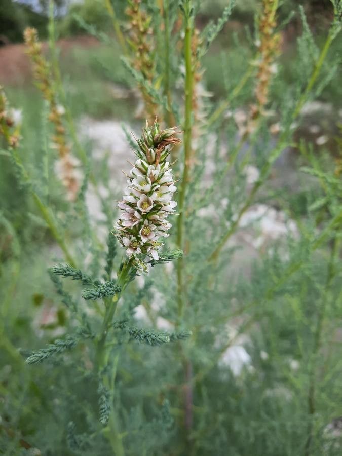 Myricaria germanica flower