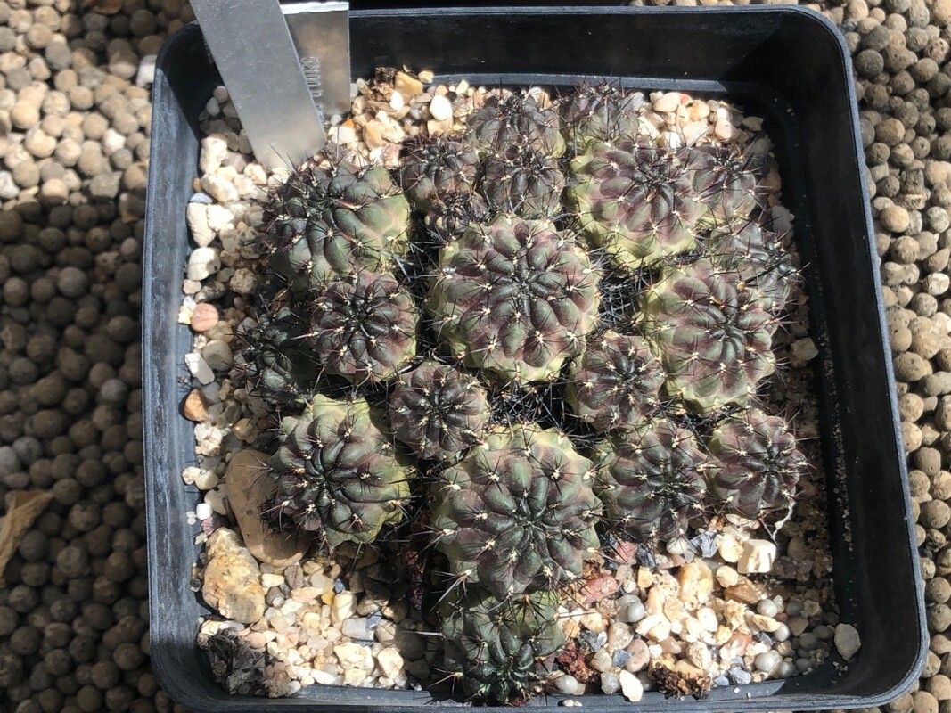 Sulcorebutia steinbachii — houseplant care guide