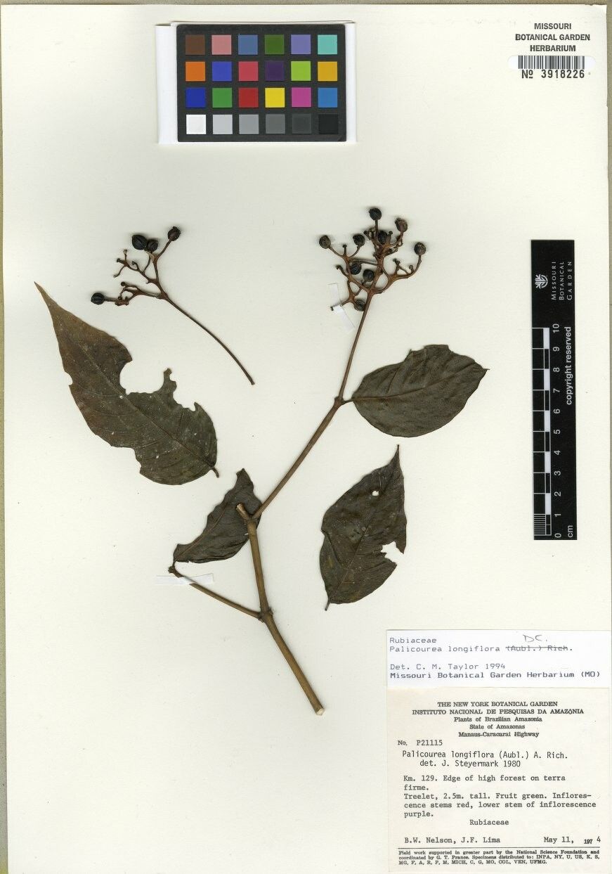 Palicourea barraensis other