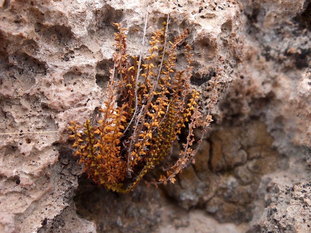 Cheilanthes pruinata — search result for 'Cheilanthes'