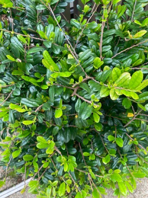 Eurya emarginata — related species from the same genus