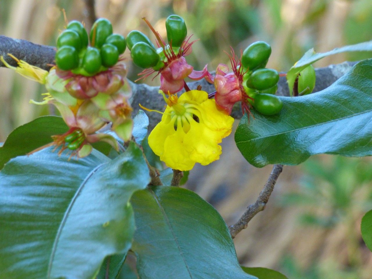 Ochna ciliata flower