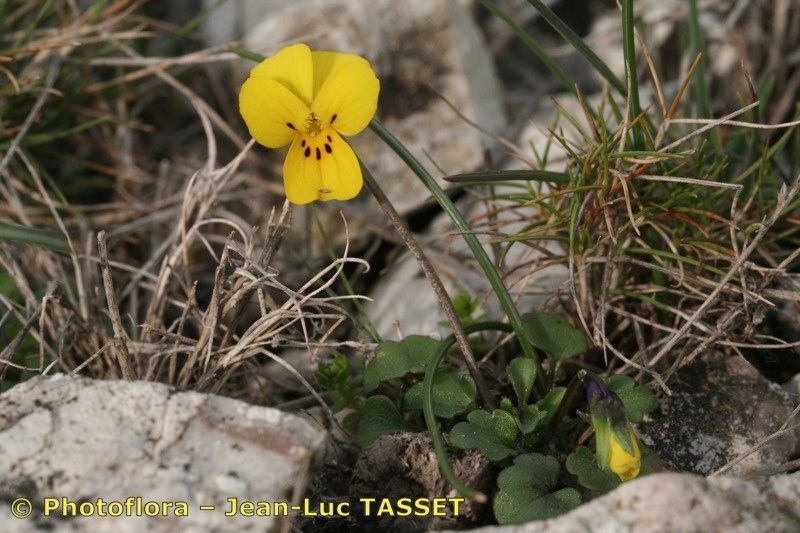 Viola demetria habit