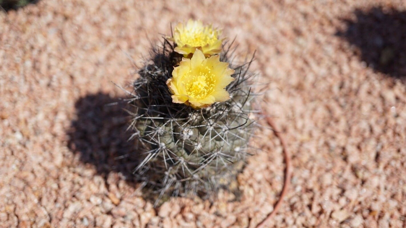 Copiapoa humilis flower