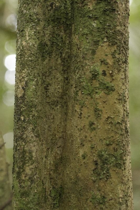 Isertia spiciformis bark