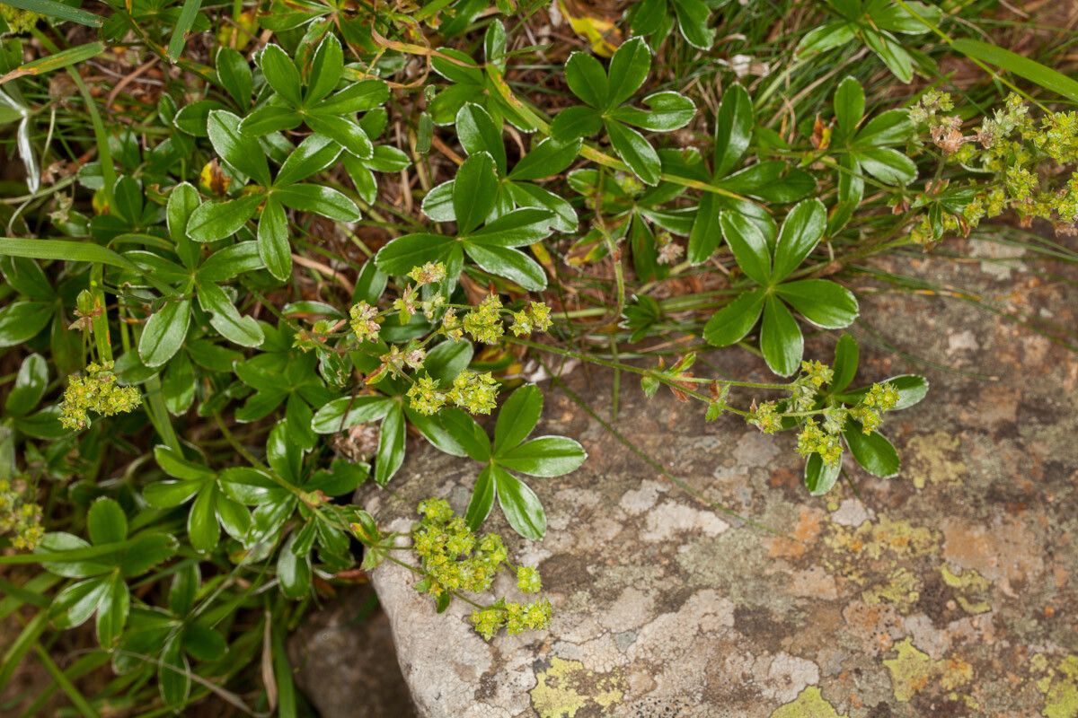 Alchemilla saxatilis flower