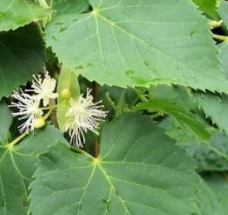 Tilia amurensis flower