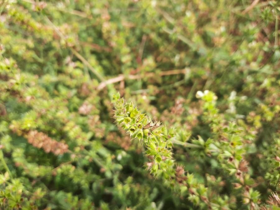 Sideritis montana flower