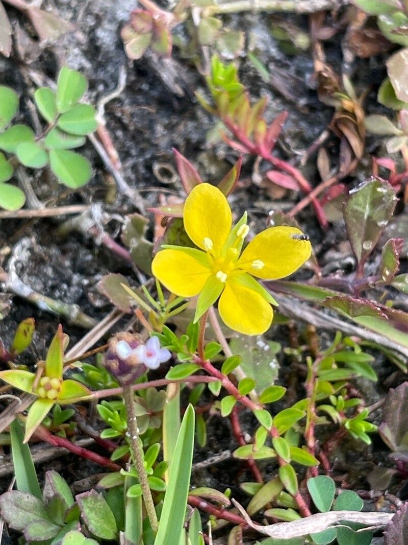Ludwigia arcuata flower