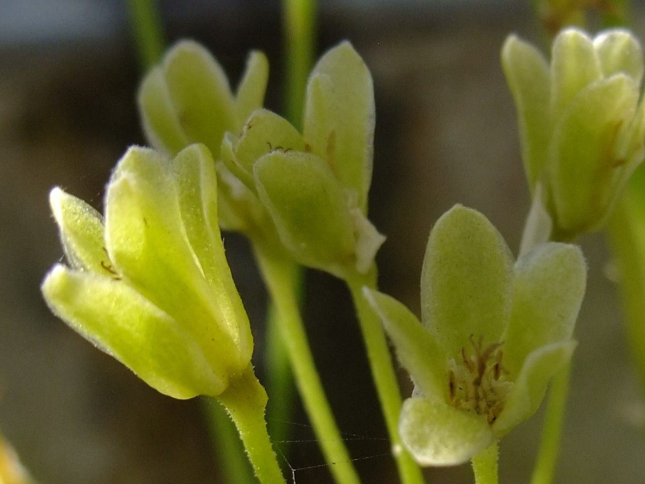 Pelargonium klinghardtense — houseplant care guide