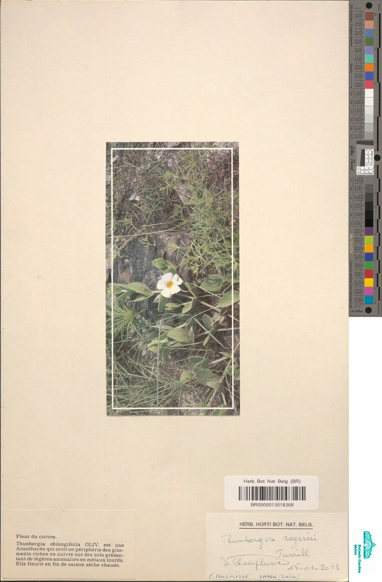 Thunbergia rogersii — search result for 'Thunbergia'