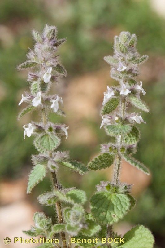 Sideritis villosa other