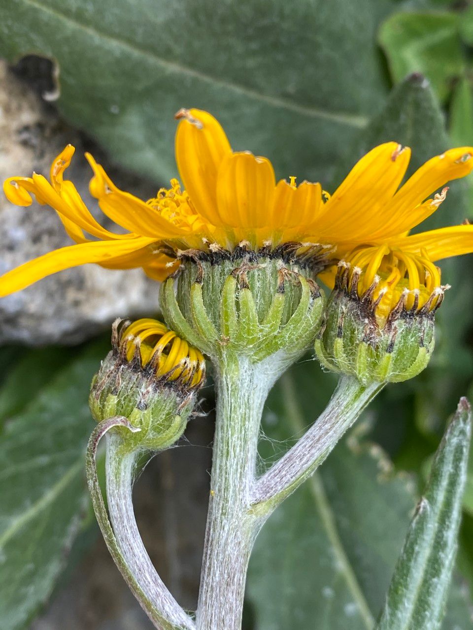 Senecio doronicum flower
