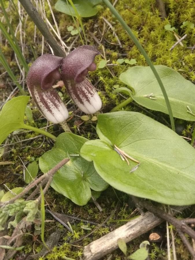 Arisarum simorrhinum fruit