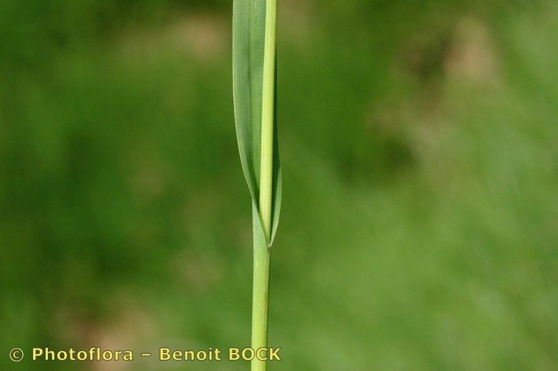 Luzula desvauxii bark