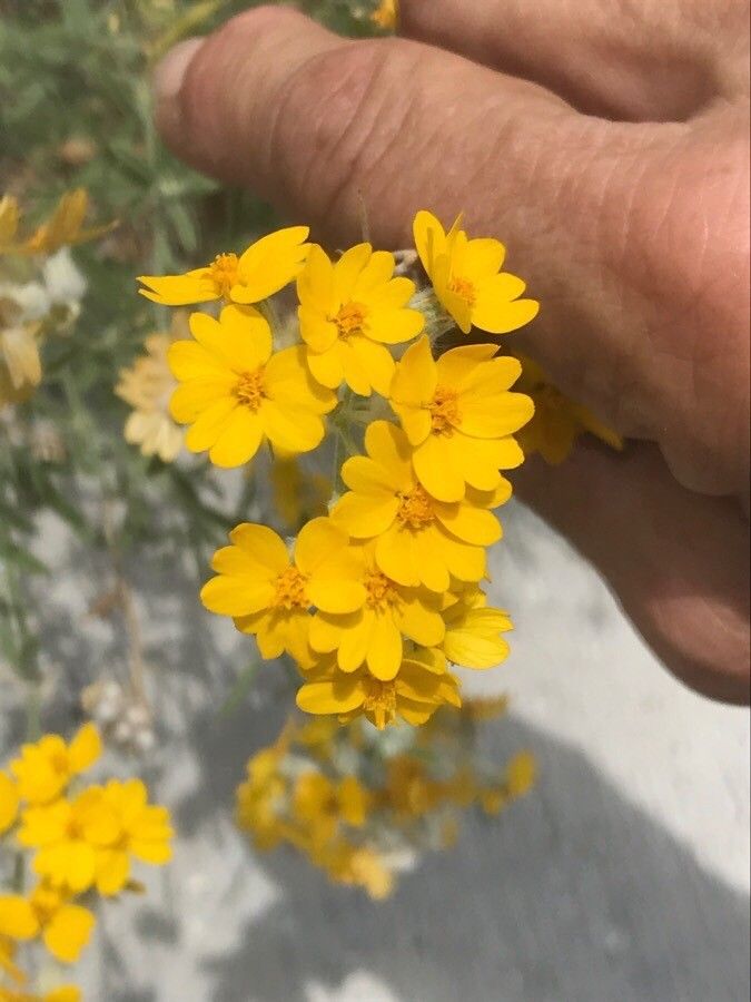 Psilostrophe tagetina — houseplant care guide