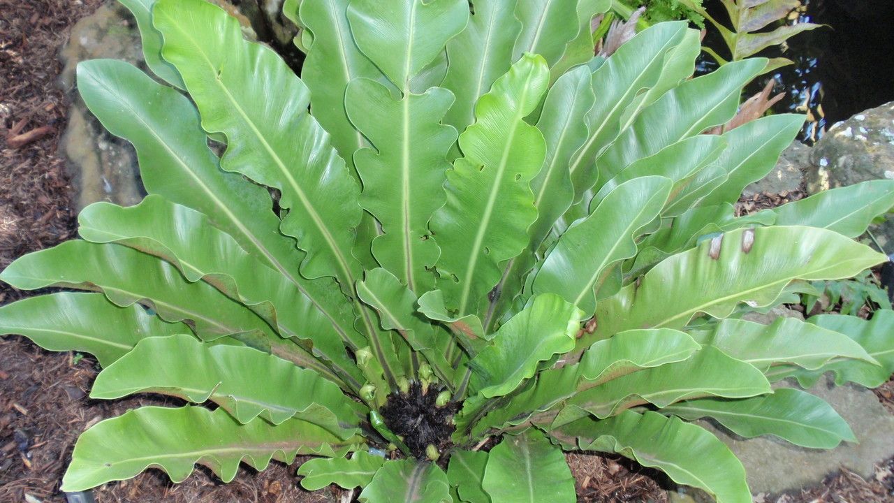 Asplenium goudeyi leaf