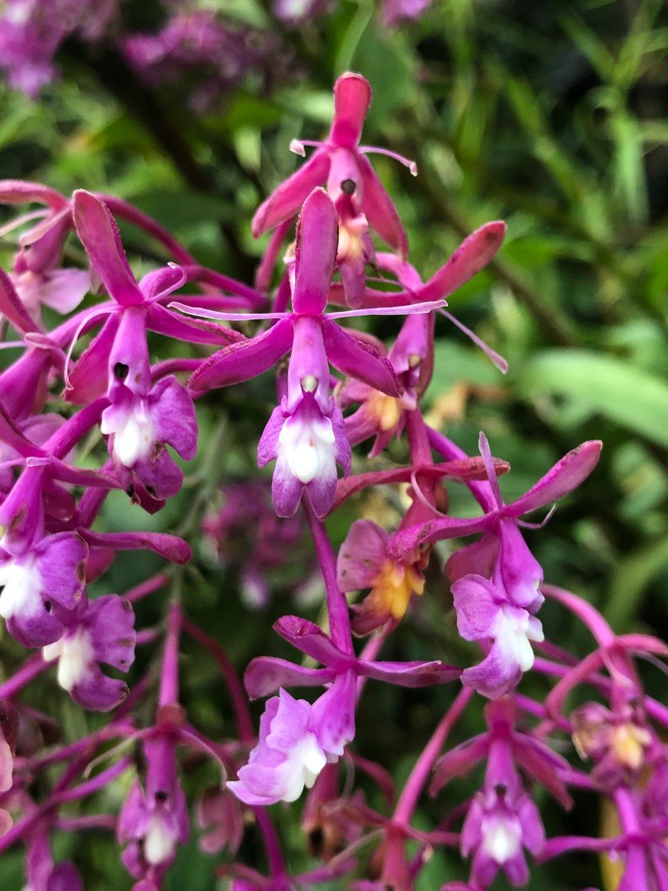 Epidendrum porphyreum fruit