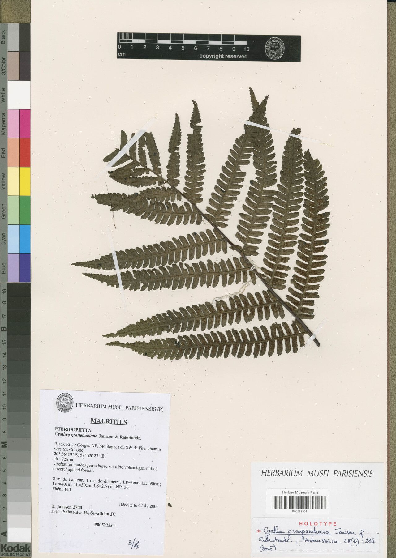 Alsophila grangaudiana — houseplant care guide