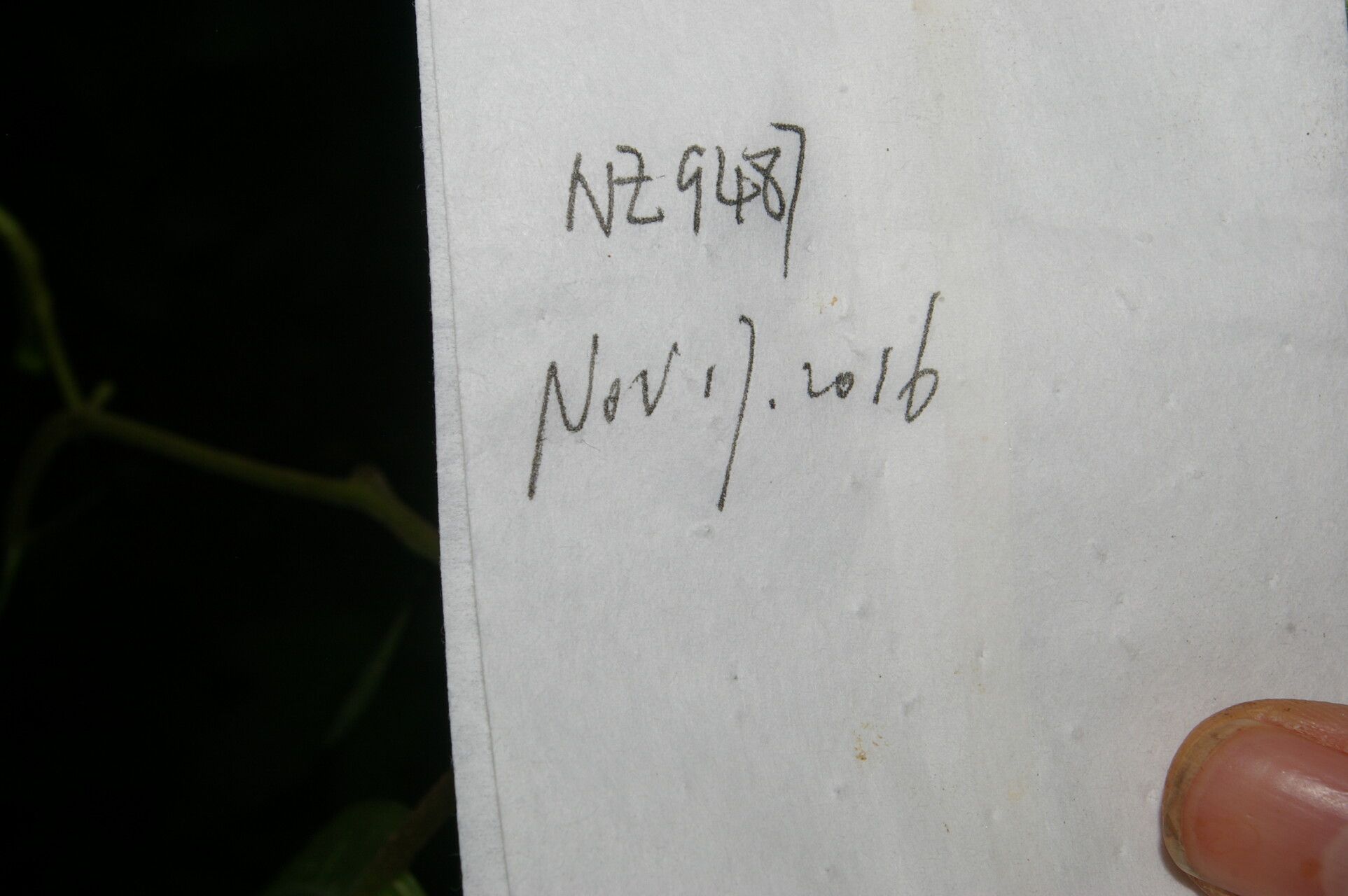 Justicia valerii other