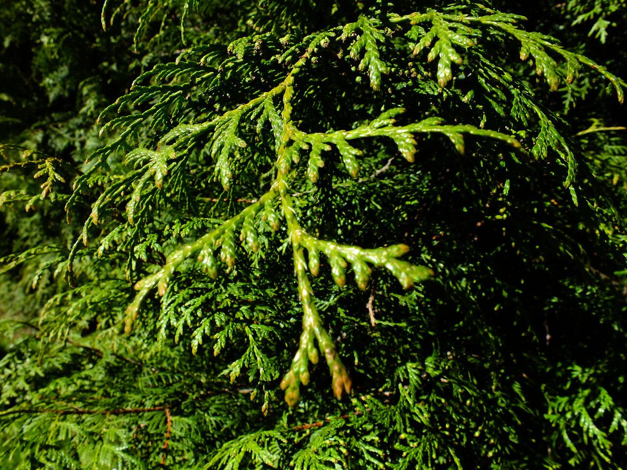 Thuja koraiensis leaf