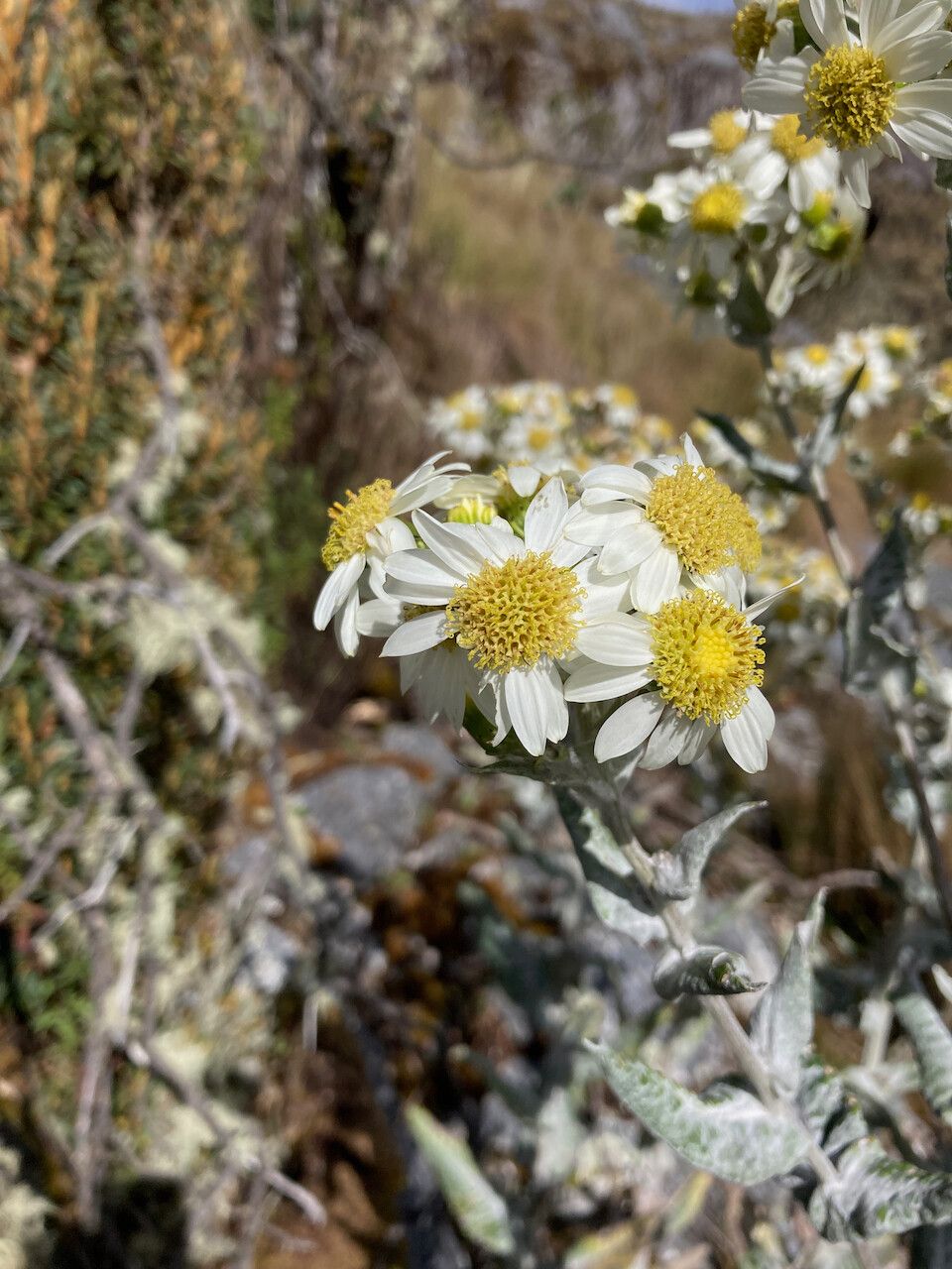 Senecio tergolanatus flower