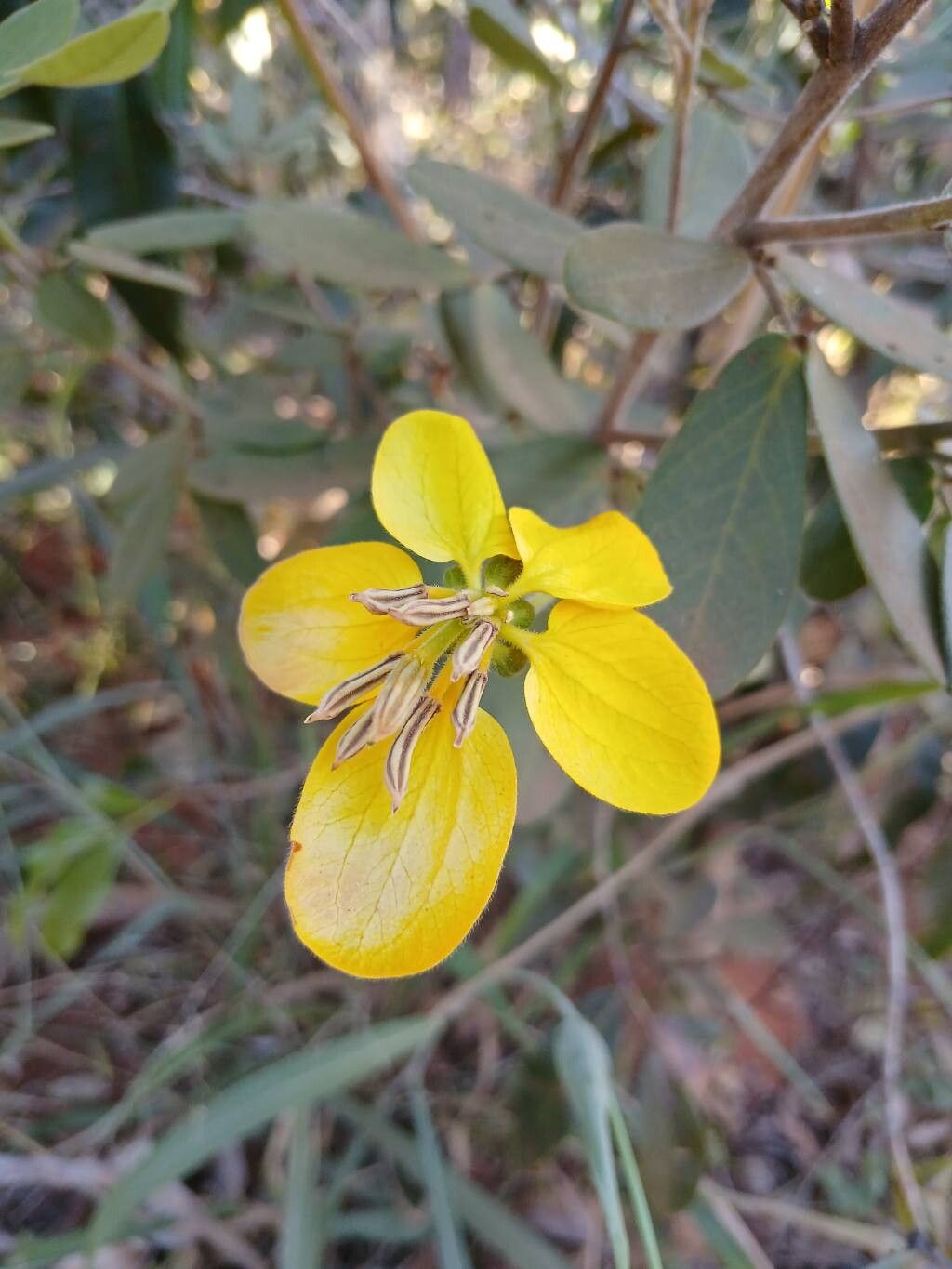 Senna rugosa flower