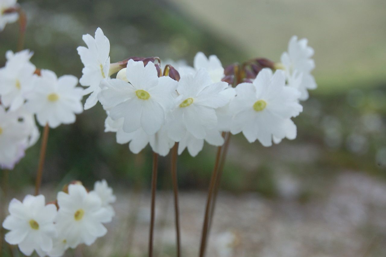 Primula munroi — houseplant care guide
