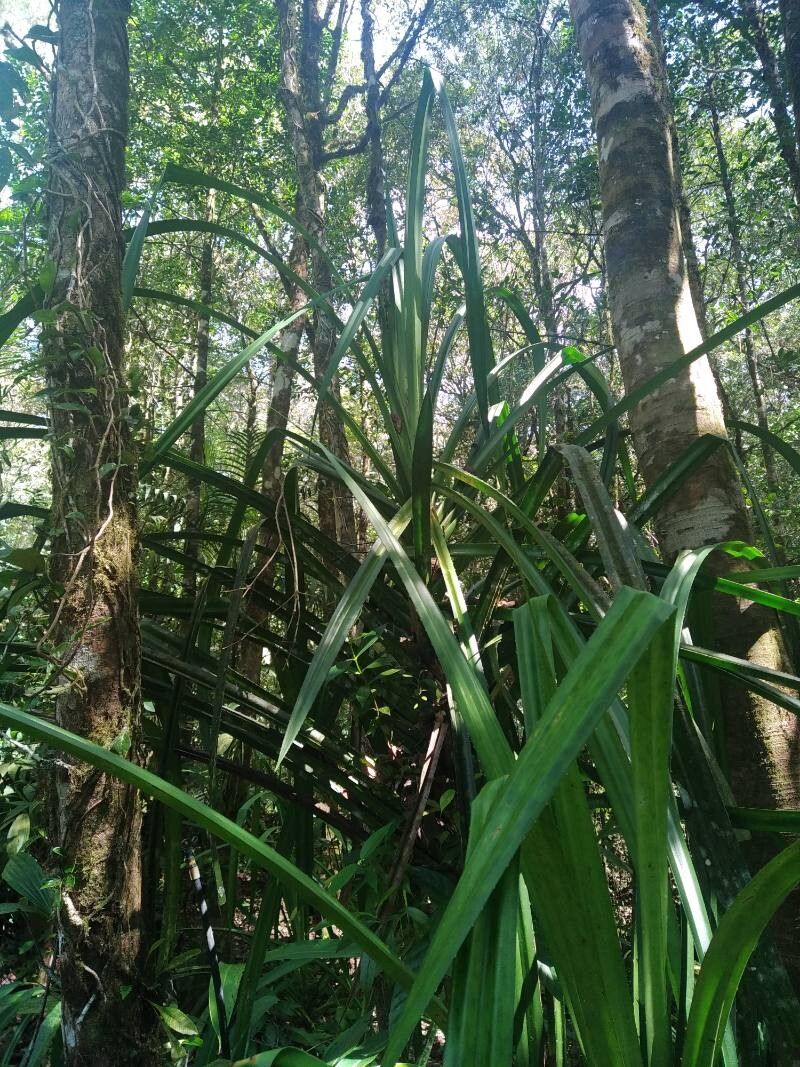 Pandanus kinabaluensis habit
