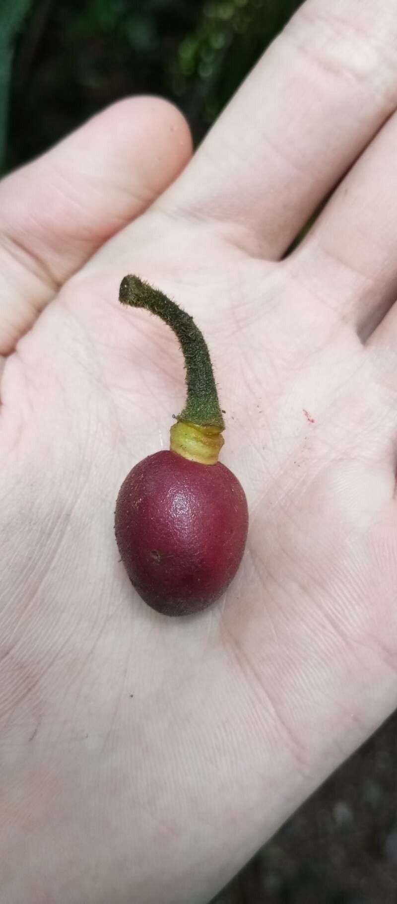 Mendoncia tonduzii — houseplant care guide