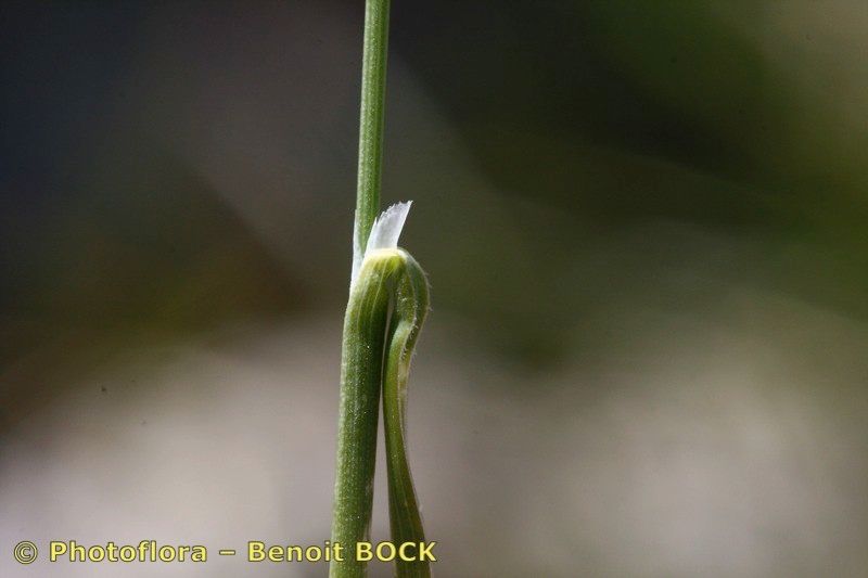 Sesleria sphaerocephala bark