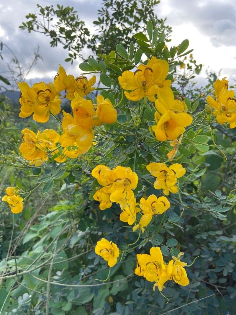 Senna pendula flower