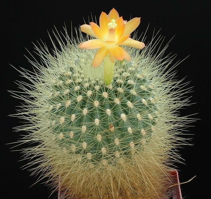 Matucana weberbaueri habit