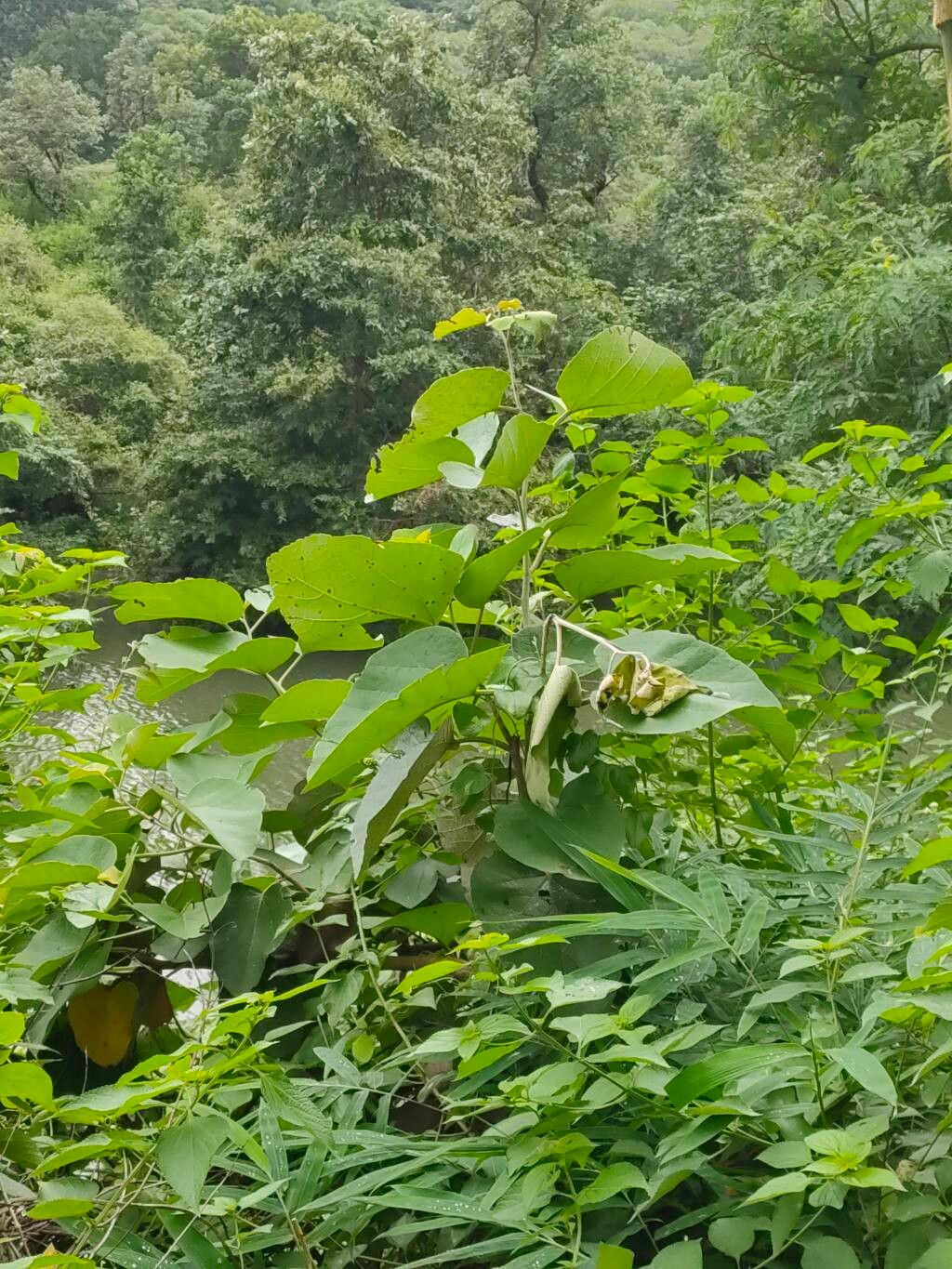 Cordia macleodii — houseplant care guide