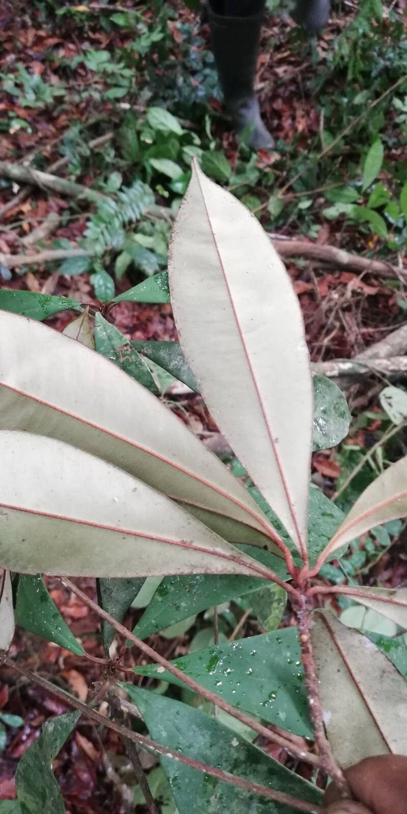 Manilkara fouilloyana — houseplant care guide