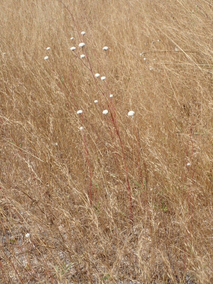 Polycarpaea linearifolia habit