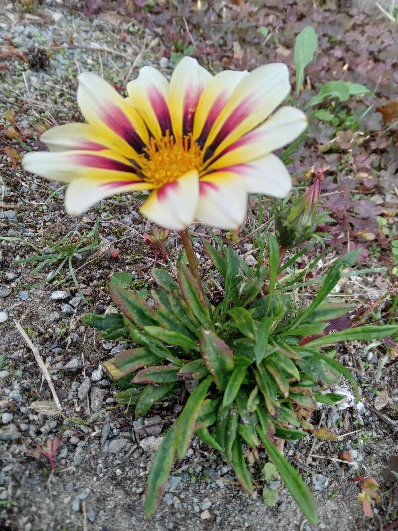Gazania rigens var. uniflora x linearis habit