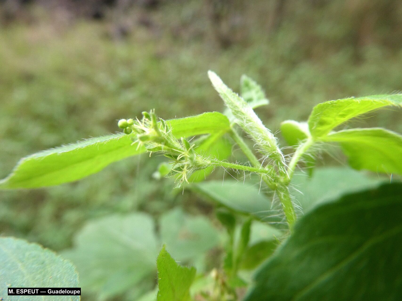 Astraea surinamensis flower