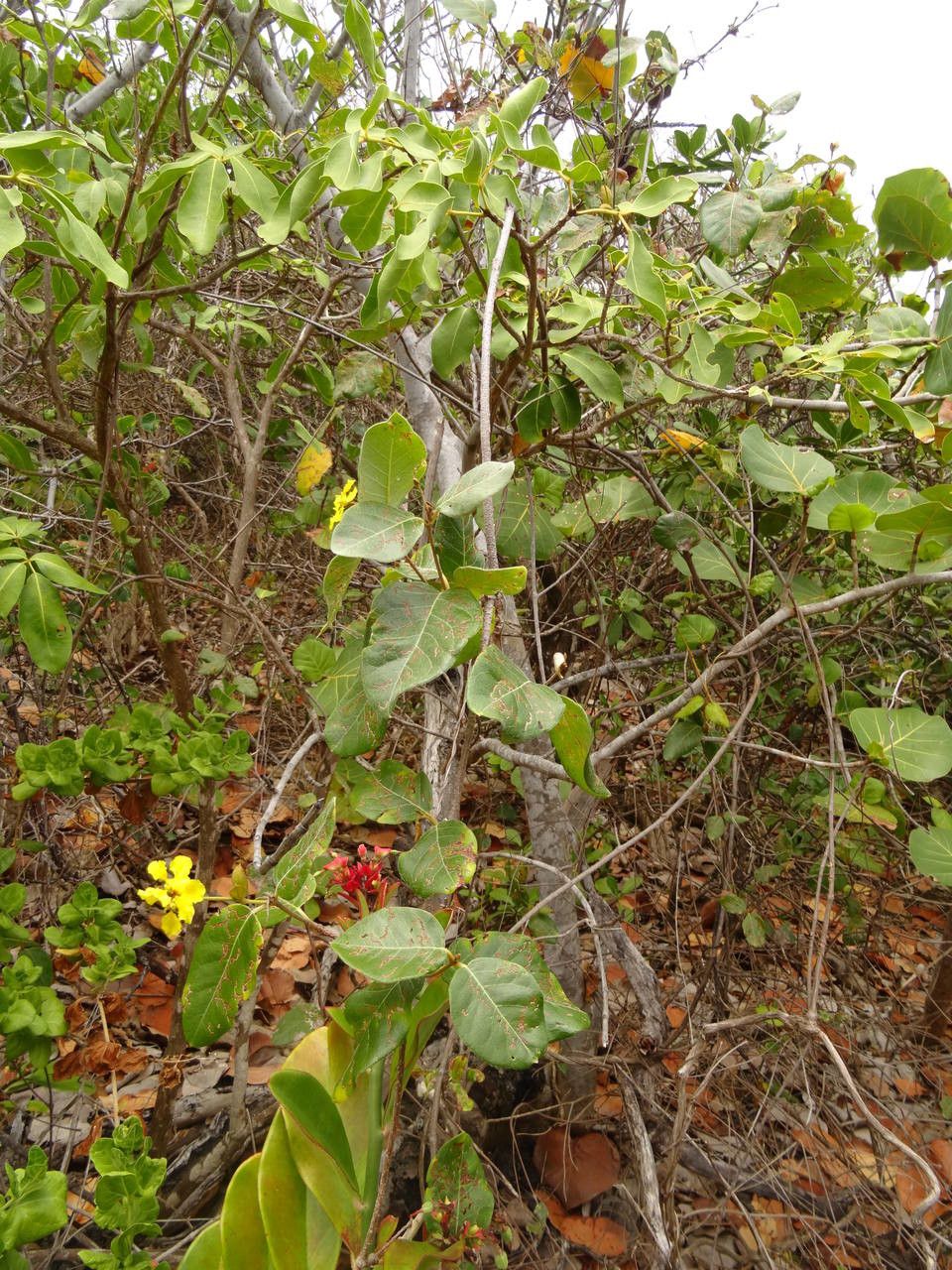 Stigmaphyllon diversifolium habit